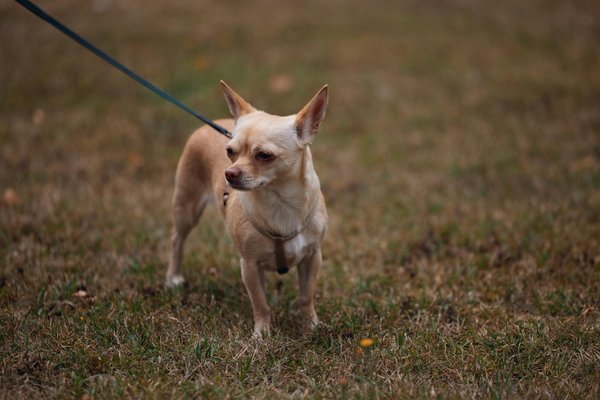 Warum sind manche Haustiere pflegeintensiver als andere?