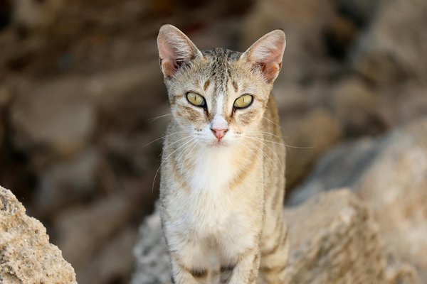 Welche Rolle spielt die Bildsprache in der Nachrichtenberichterstattung?